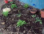 New Hosta bed