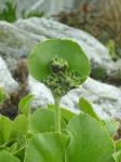 Primula auricula "Sword" has the coolest cover!