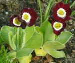 Love the red of this auricula