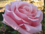 Fredric Mistral Rose