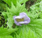 Glaucidium palmatum