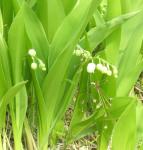 Lily-of-the-valley in bloom on May 1st! 