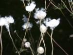 seed fluff from Japanese anemone