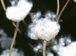 fluff stuff from anenmones