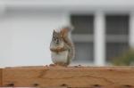 Little Red Squirrel...