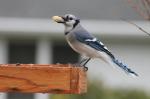 Blue Jay