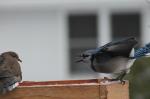 Mourning Dove & Blue Jay