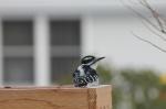 Woodpecker...I think a female Hairy?