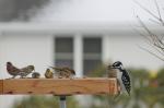 House finch, Gold finch, sparrows and a Hairy woodpecker