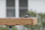 Chickadee