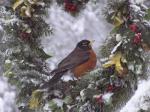 Christmas Robin