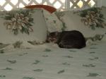 Sneaking a nap on the NEW bedspread!!