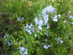 Blue Plumbago