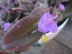 Fuzzy  Wandering Jew