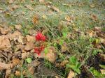 Bouganvillea - Red