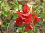 Bouganvillea - Red