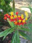 Milkweed