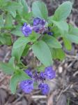Salvia - purple bloom