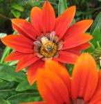 Bee on Orange Gazania