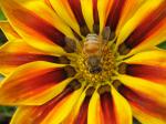 Bee on Striped Gazania