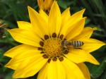 Bee on Yellow Gazania