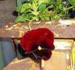 Pansy 'Blotched Red'