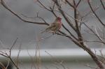 House finch....