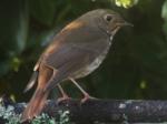 Hermit thrush