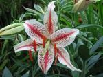 Oriental lily - unknown variety