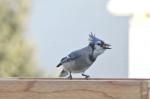 Blue Jay...a bad hair day?