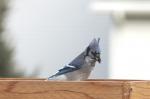 Blue Jay