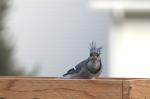 Blue Jay...