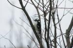 Hairy  Woodpecker