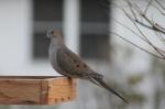 Mourning Dove...