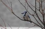 Blue Jay