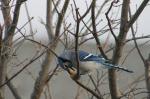 Blue Jay...