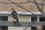 Coopers Hawk