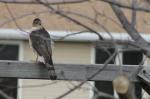 Coopers Hawk