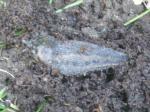 Boa slug, small one - about 3 inches, 8 cm