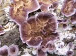 mauve fungus