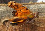 Gulf Fritillary baby