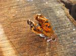 Gulf Fritillary baby