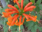 Trumpet vine - 1st blooms