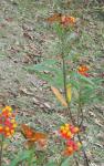 Monarch and Gulf Fritillary