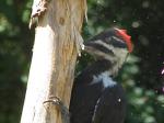 Pileated woodpecker.