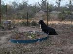 Chance guarding the lettuce