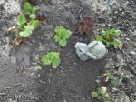 This little rabbit found some lettuce