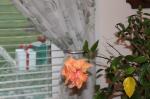Hibiscus blooming....notice our Christmas decorations outside...