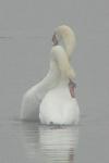 Mute Swans in the mist.