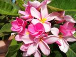 Frangipani